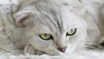 开云体育备用-赛程密集导致伤病高发是否影响排名波动趋势